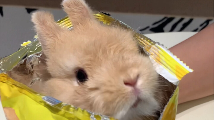 给我来一包乐事小兔～