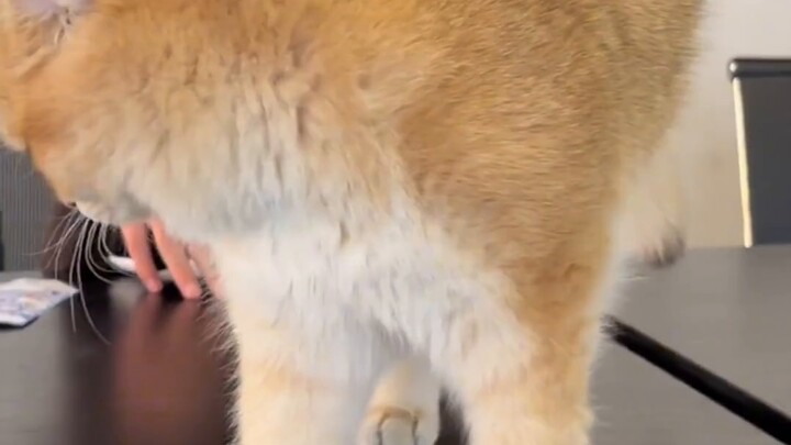 Force boot...failed #recordcatdaily# So cute💥