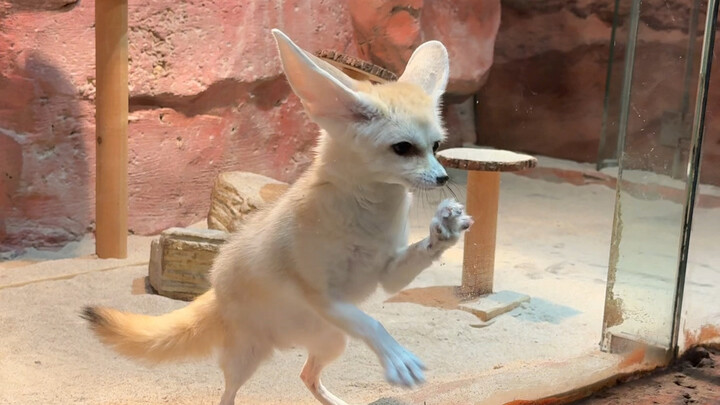 สวนสัตว์ที่พาเพื่อนไปถึง 5 ครั้งแล้วก็ยังอยากไปอีก