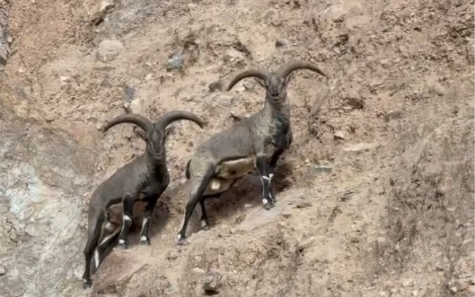 Iyang Never Stabs Anyone in the Back