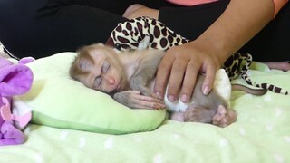 So innocent baby monkey! Maki so pity feeling exhausted and fall asleep after play tired with mom