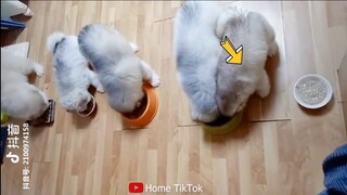 Tổng hợp những video tik tok chó mèo cute xem là ghiền