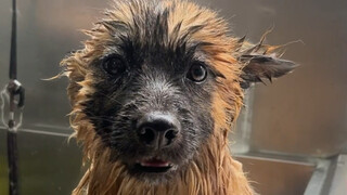 The Sheniu puppy hasn't had a bath for a month and is already smelly. Take it and give it a bath!