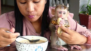 Today Baby monkey Maki eating banana and drink milk with mom For breakfast