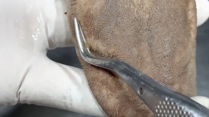 The tongue is a unique “muscular hydrostatic skeleton” structure.