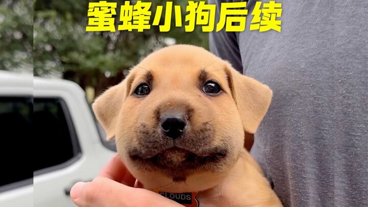 Chú chó ong mật đã lớn rồi la la la