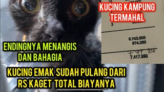 Masya Allah Kucing Kampung Termahal Menghabiskan Biaya Sampai Jutaan Rupiah..!