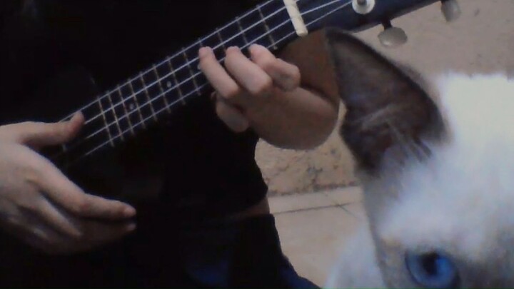 My cat said that's enough XD