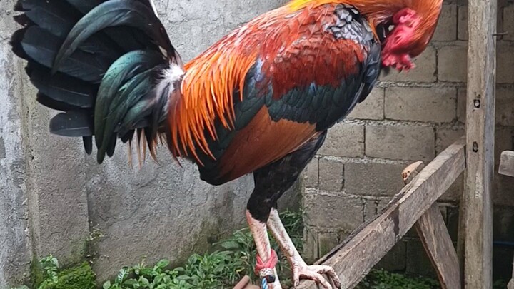 pure gary guiliam roundhead