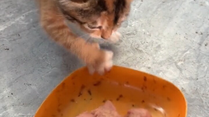 Mèo không cố gắng nên mới chẳng được ăn thịt.