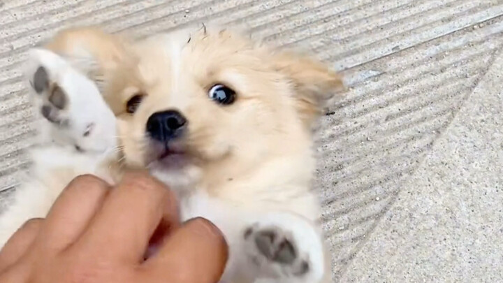 فن استحضار الكلاب الصغيرة