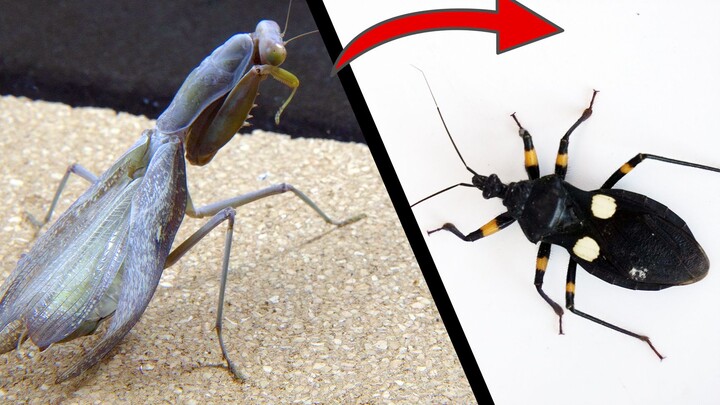Mantis vs. Serangga pembunuh yang lapar.