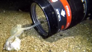 Baby Octopus Discovers Camera