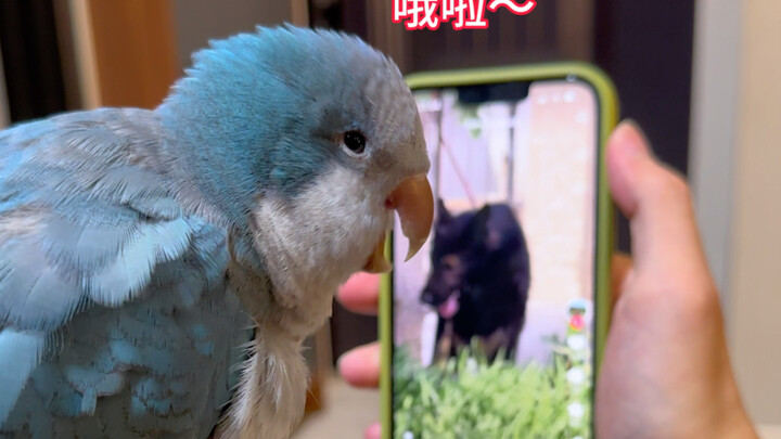 Don’t teach the little bird useless stuff when you’ve got nothing better to do…