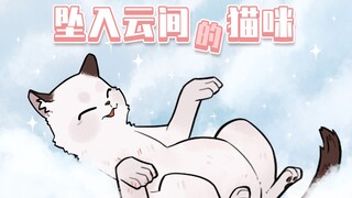 猫咪：我有“九条命”，第一条叫幸运