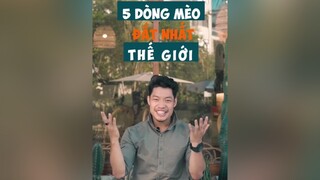 2 tỏi để có 1 con mèo là có thật các bạn ạ hoccungtiktok LearnOnTikTok dcgr tuitienpet