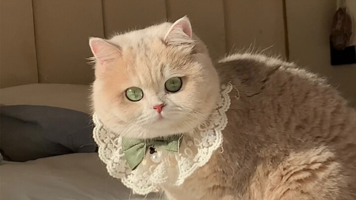 พลอยเขียวในดวงตา