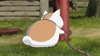 This cat is really kind-hearted! [ Natsume's Book of Friends ]