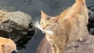 ฤดูใบไม้ผลิดอกพีช