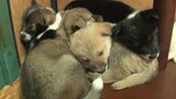 Old lady takes 6 puppies to see their mother by bus every day