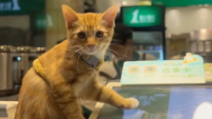 A social butterfly kitten who always greets everyone!