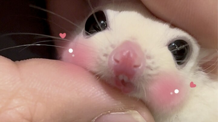 双头怪物这回悬了