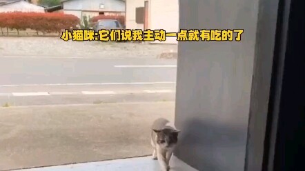 Chú mèo hoang cuối cùng cũng đợi được người sẽ mang mình về nhà.