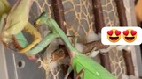 insects wars