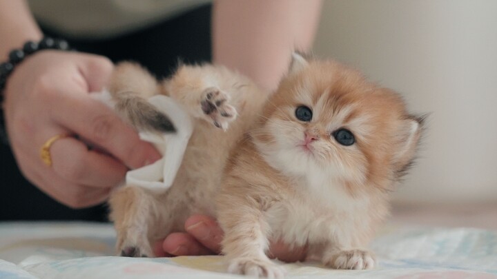 Vlog | Immersive kitten care: daily snippets from the cattery