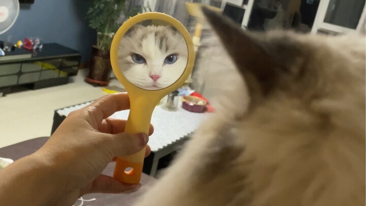 It doesn’t seem to like looking in the mirror very much.