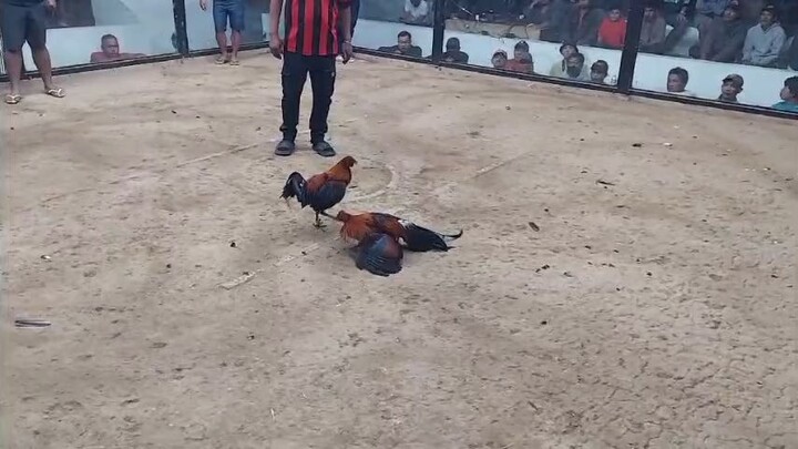 2hits Ulutan  Champion - Father and Son♥️