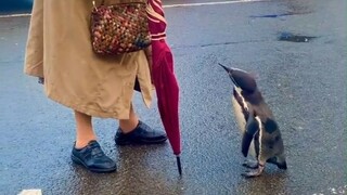 小企鹅：奶奶，跟着你回去有小鱼吃吗？