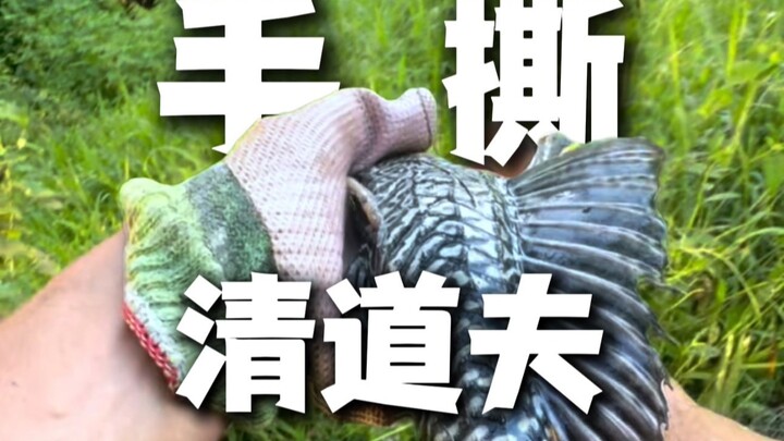 Người công nhân vệ sinh có cánh tay to, suýt nữa không thể nhúc nhích được