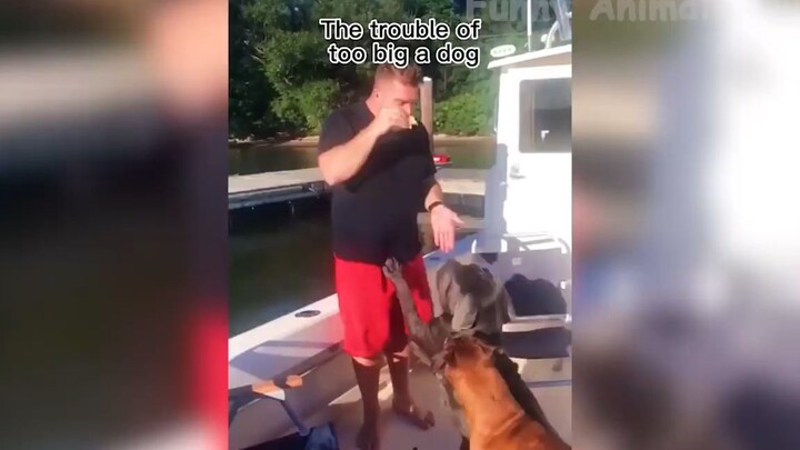 Tổng hợp những tình huống cười ra nước mắt #103