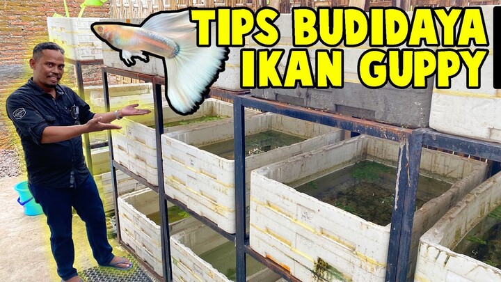 JENIS IKAN GUPPY COCOK UNTUK PEMULA !!!