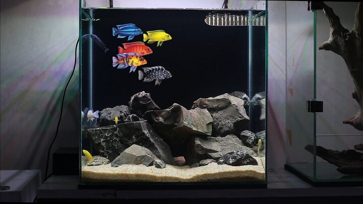 ASMR- African Cichlids Tank Setup | LAKE MALAWI BIOTOPE African Cichlid Aquarium