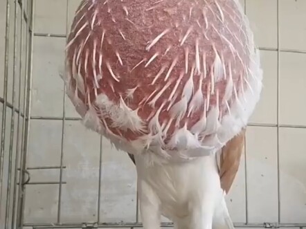 Get to know 17 kinds of pigeons in one go!