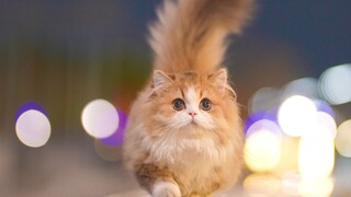 遛一只没有腿的猫，它跑的太快乐了