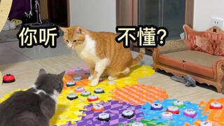 Mengejutkan! Kucing mencoba berkomunikasi dengan sesama kucing menggunakan tombol komunikasi...