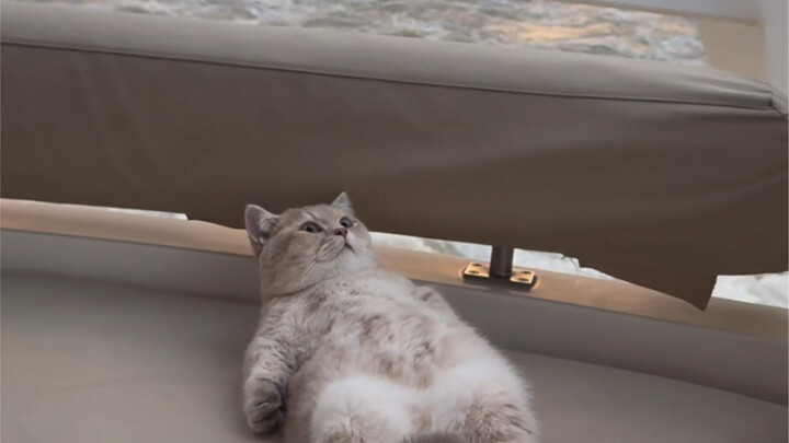 Cuộc đời mèo dễ như trở bàn tay