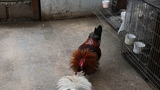 black imao vs wj kanawhite