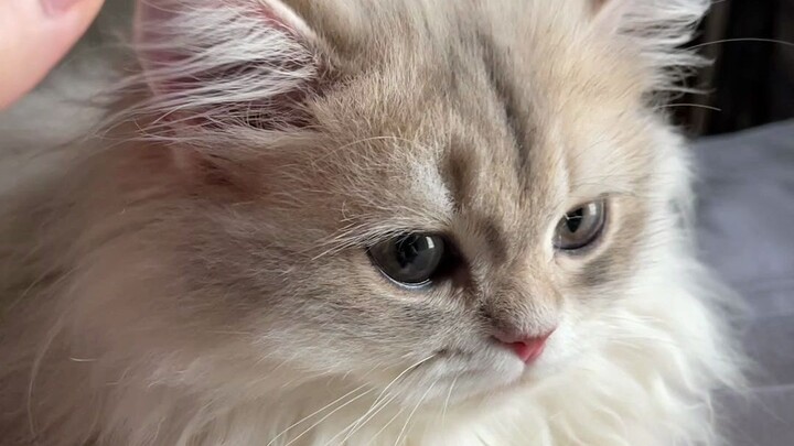 我家猫把门牙磕掉了😂