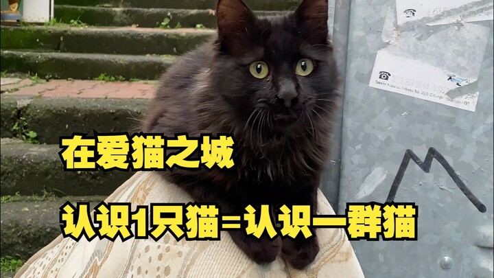 When I Raided a Cat Nest in the City of Cat Lovers