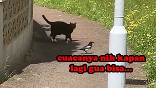 BURUNG YANG SANGAT KEPO