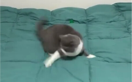Cat: The Mystery of Ball's Disappearance