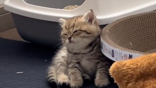 小猫咪很贵吗？怎么只买这么点儿？