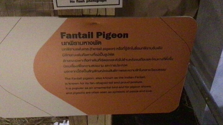 Fantall Pigeon