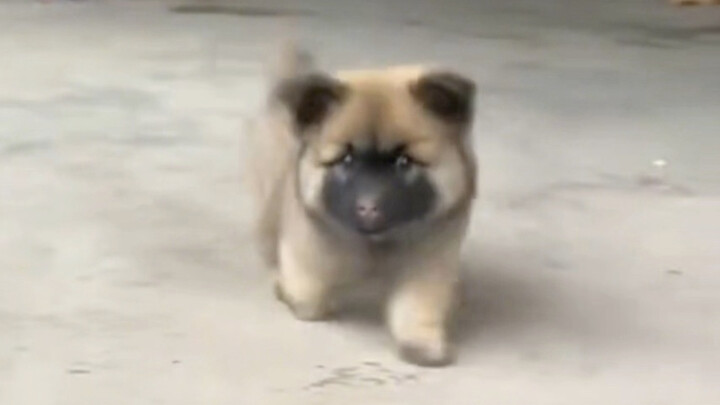 น้องหมาสุดชิลบ้านข้างๆ มาหาฉันอีกแล้ว