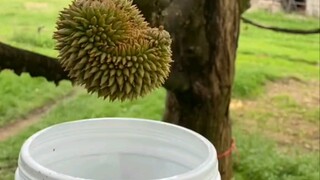 I heard this is how durians are ripened and grown larger