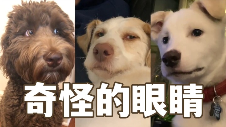 Mengejutkan! Ternyata Jiwa Manusia Terperangkap di Tubuh Anak Anjing!